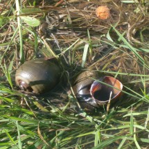 Big snails